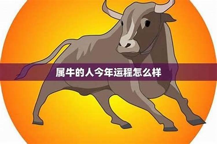 8月属牛运程怎么样？