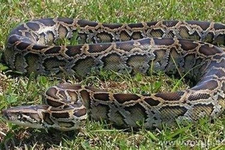 梦见蟒蛇在水里什么意思？