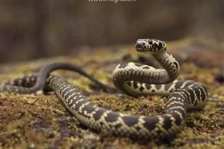 梦见路上到处都是小蛇