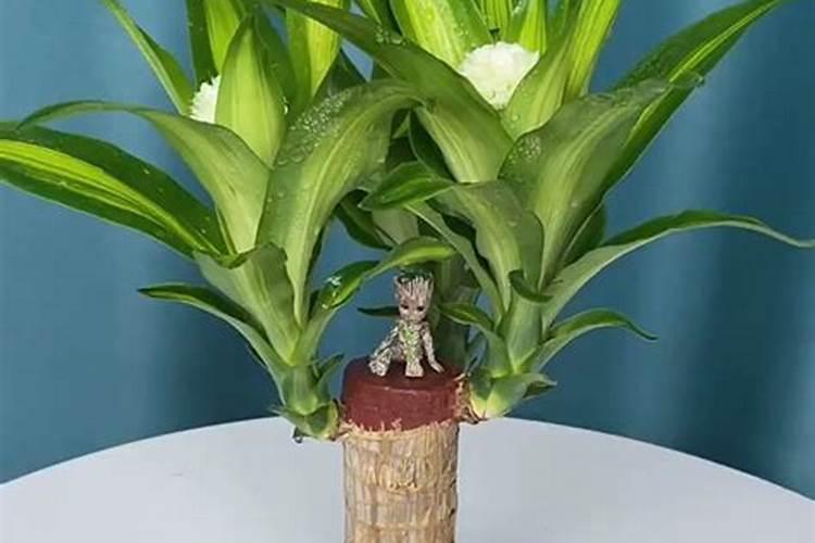 巴西木的小人会开花吗？