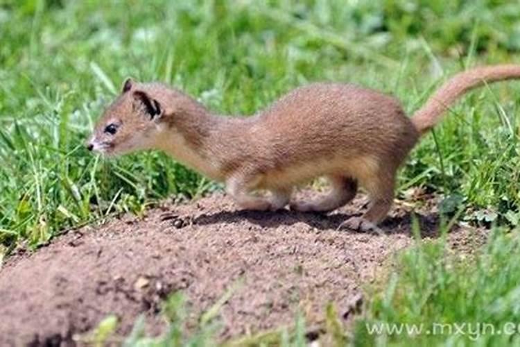 梦见黄鼠狼是什么意思？