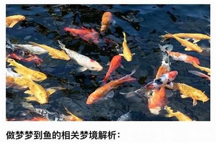 梦到鱼塘好多鱼是什么意思？