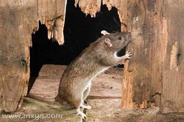 梦见亲人身上有老鼠