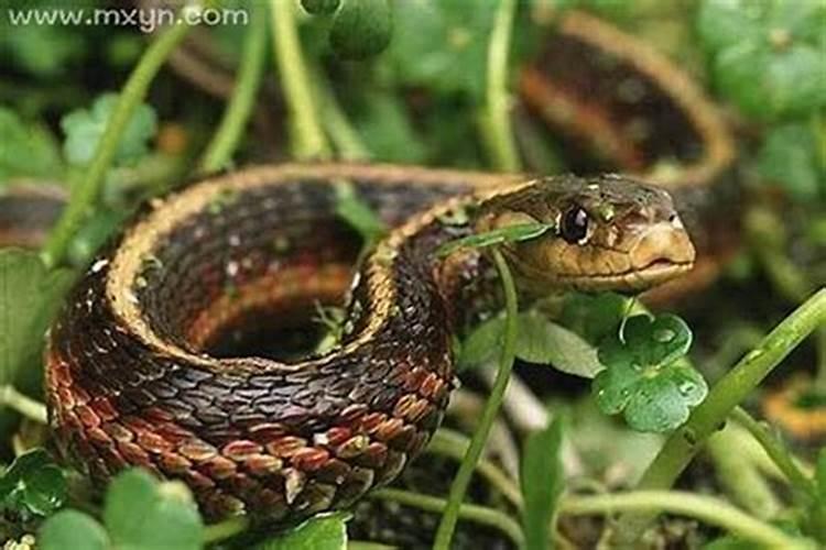 老人梦到很多蛇缠身还被咬？