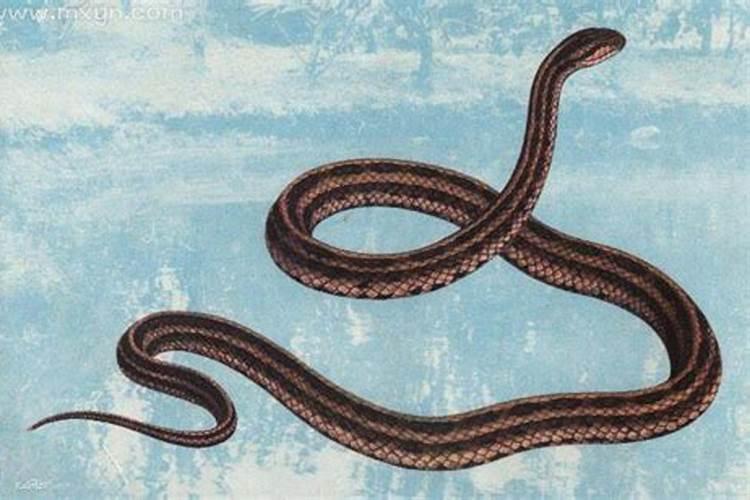 梦见蛇是什么意思女？