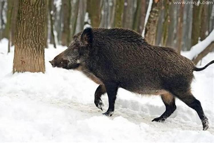 梦见野猪是什么意思？