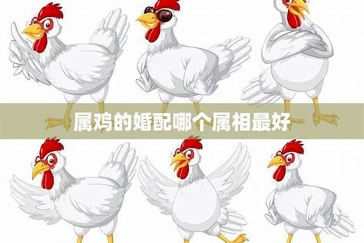 属鸡婚配属相哪个最好？