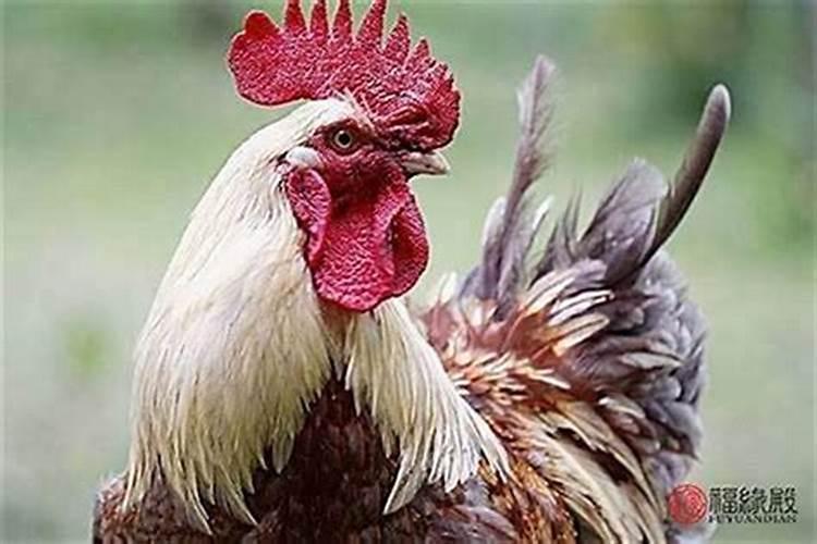 男猴和女鸡属相婚配吗？