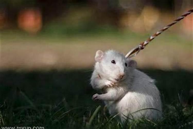 梦见老鼠往我身上爬是怎么回来？