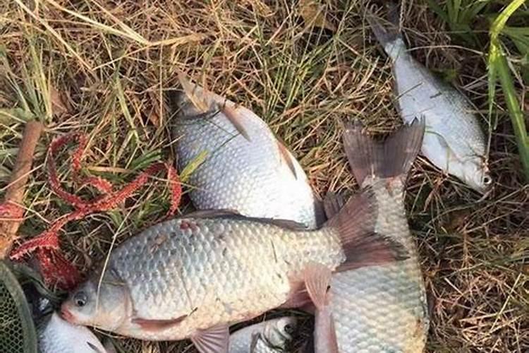 冬至后钓鱼注意事项