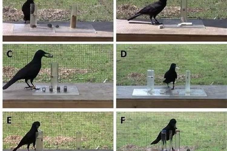 小年乌鸦进屋好不好？