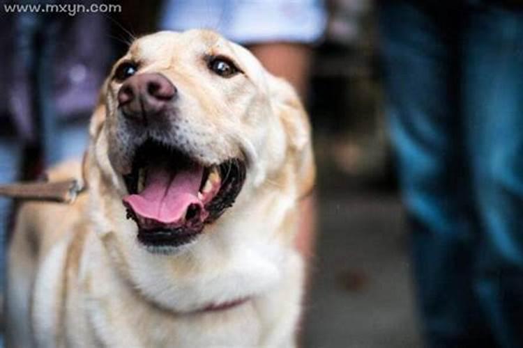 梦见狗咬自己什么征兆周公解梦？