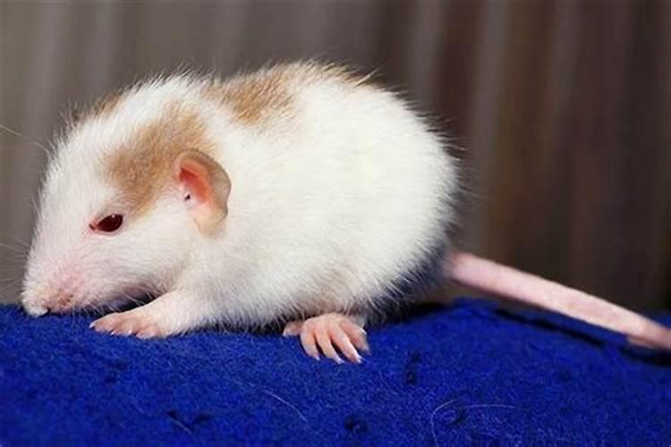 属鼠农历2026年运势及运程