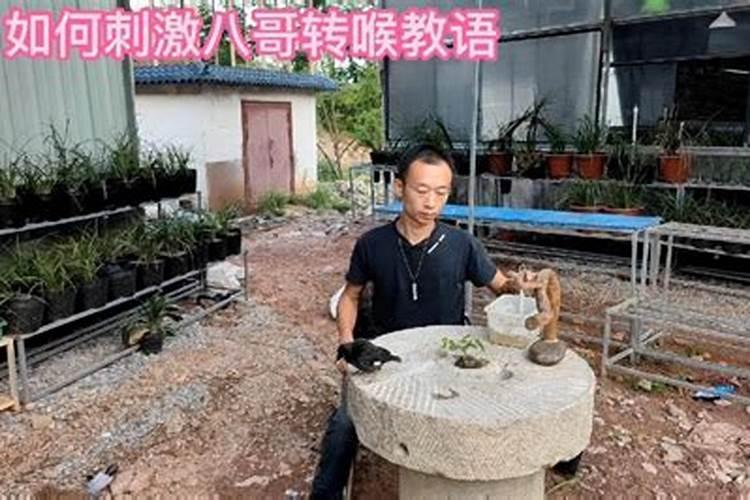 怎么看出八哥转喉成功？