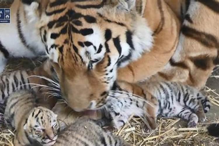 鬼节出生虎宝宝