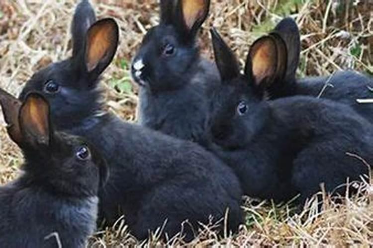 属兔腊月女2026运气