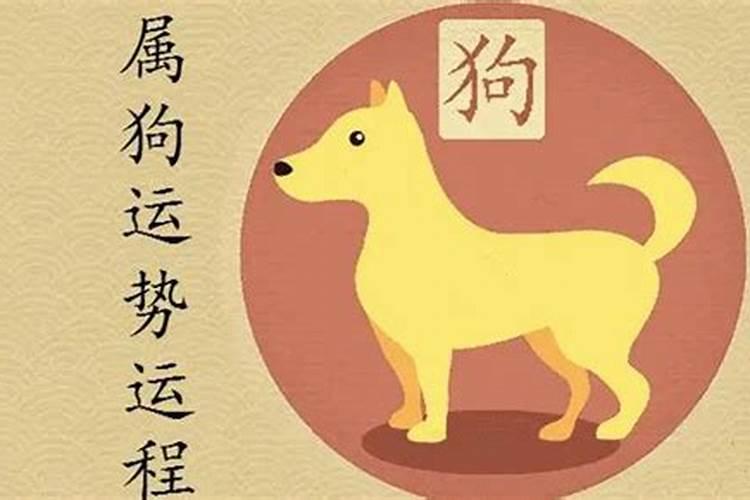属狗哪一年运程好？